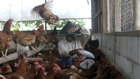 Peternak Kecil 'Terimpit' Harga Ayam