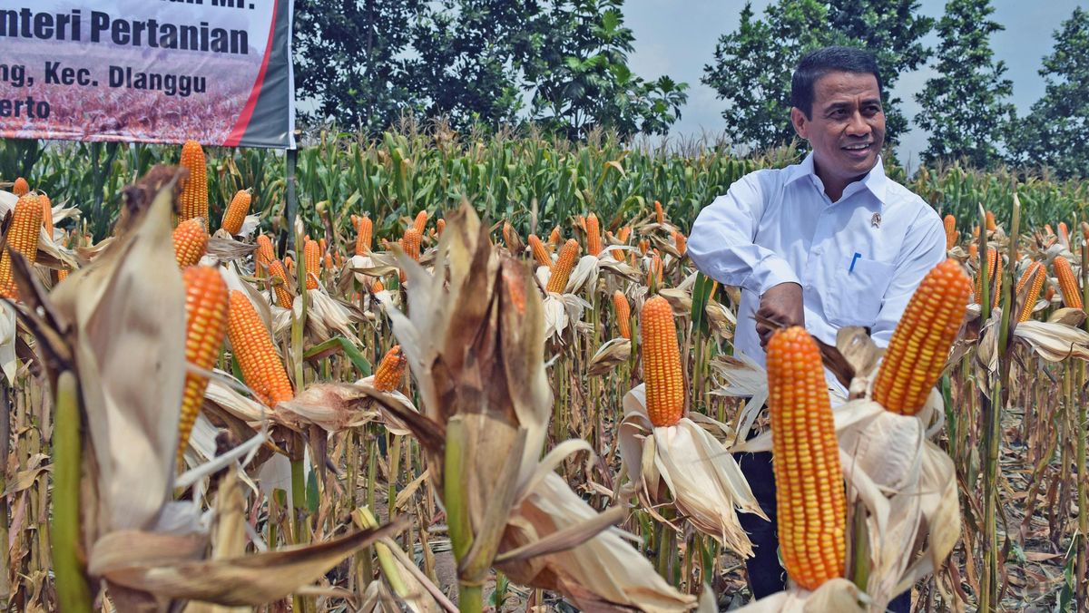 Mentan Tegaskan Produksi Jagung RI Surplus