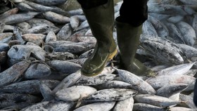 AS Puji Indonesia soal Pemberantasan Pencurian Ikan