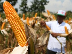 Viral Kebun Jagung Dibabat Anak BUMN Perkebunan, Warga Pasrah dan Menangis