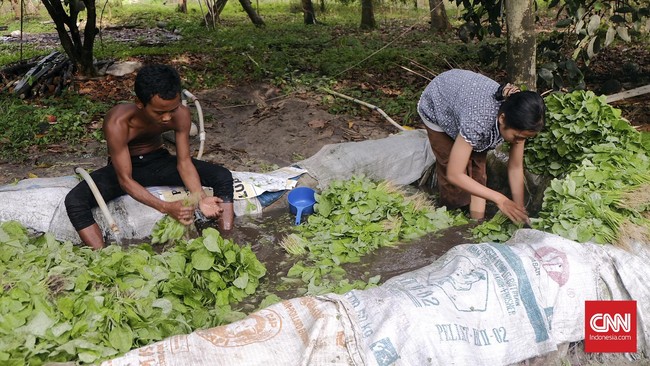 Jumiin, usianya sudah senja, lebih dari kepala lima. Ia datang dari Medan menuju provinsi tetangga sebagai transmigran, dengan janji garapan satu hektar sawah.