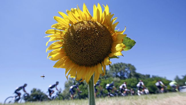 Bunga Matahari Sebagai Energi Alternatif / Mengenal Tanaman Bunga Matahari Helianthus Annuus Linnaeus Planter And Forester / Sebagai sumber energy yang tak terbatas.