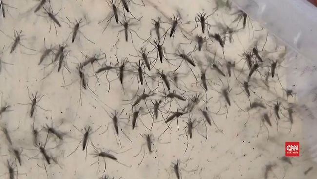 Virus zika kini mulai menghantui Indonesia. Masyarakat Indonesia harus bersiap menghalau serangan zika setelah adanya kasus zika di negara tetangga.