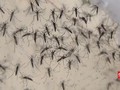 Indonesia Bersiap Diri Menghadapi Serangan Virus Zika
