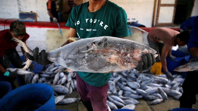 Luhut beralasan, semakin besar ukuran kapal, maka akan semakin jauh pula jangkauan tangkapan ikannya. Hasilnya, tangkapan ikan semakin melimpah.