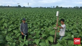 Petani Tembakau Andalkan Swasta Ketimbang Pemerintah