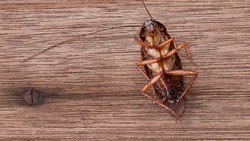 Apa yang Akan Terjadi Bila Tidak Ada Kecoak di Bumi Ini?