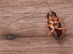 5 Tips Cara Usir Kecoa di Rumah