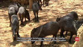 Krisis Ekonomi, Venezuela Beri Makan Mangga Pada Singa