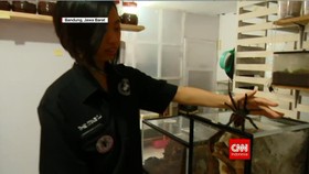 Gadis Pemelihara Ribuan Tarantula