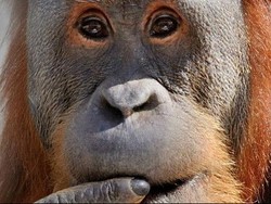 2 Orangutan Sumatra yang Diselundupkan ke Thailand Dipulangkan ke RI