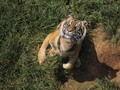 Putus Rantai Makanan Akibat Perburuan Buat Harimau Agresif