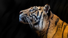 Studi Ungkap Harimau Sukses Bukan Karena Agresif dan Dominan