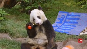 Keceriaan Panda Raksasa Membuka Hadiah Ulang Tahun