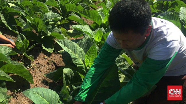 APTI memprediksi hasil produksi petani di sentra-sentra produksi tembakau pada semester II 2016 akan mengalami penurunan sekitar 40 persen.
