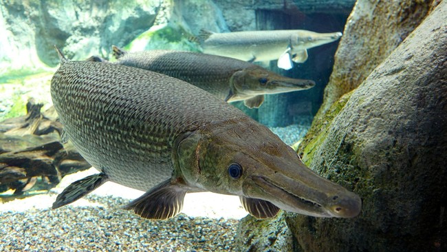 Beberapa dekade lalu ikan alligator diburu dan dibiarkan punah. Sekarang ia malah dicari-cari. Mengapa?
