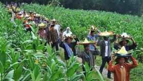 Petani Tembakau Kecewa Cukai Rokok Naik 10,54% Tahun Depan