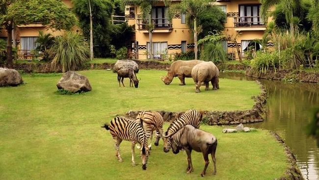 Marketing Communication Manager Taman Safari Indonesia Bogor Danang Wibowo mengungkapkan lokasi kejadian di area flamingo, bukan di area singa atau karnivora.