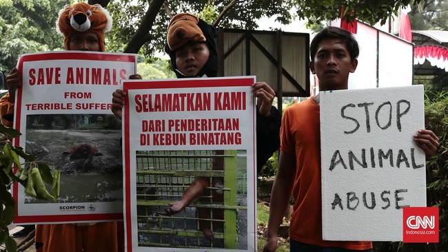 Pihak kebun binatang Taman Safari Indonesia akan melapor ke polisi atas tindakan pengunjung mencekoki satwa dengan minuman keras.