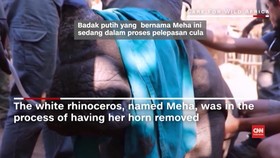 Bayi Badak Putih di Afrika Selatan Dicabut Culanya