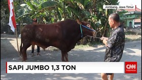 Sapi Limosin 1,3 Ton