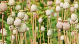 Alasan Bunga Sumber Opium Tumbuh Subur di Afganistan