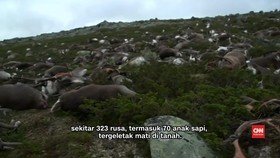 Ratusan Rusa di Norwegia Tewas Tersambar Petir