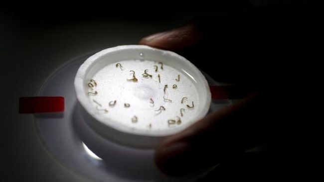 Peneliti bidang kesehatan menemukan dua virus lain yang dapat menimbulkan dampak cacat lahir yang serupa dengan virus Zika.