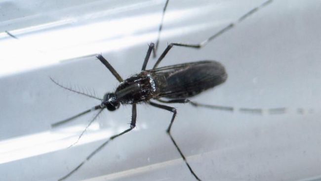 Selama ada nyamuk Aedes Aegypti, berarti ada kemungkinan virus Zika sampai ke sini, karena Indonesia adalah daerah endemis DBD.