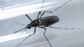 Endemis DBD, Indonesia Berpotensi Besar Terjangkit Zika