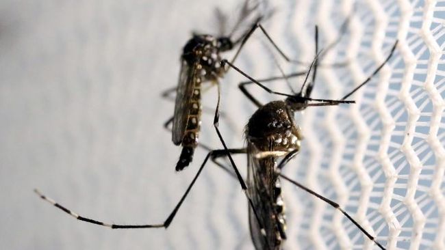WHO telah mencabut status darurat kesehatan internasional epidemi Zika. Padahal di beberapa negara, termasuk Brasil, ancaman masih tinggi.
