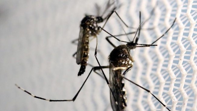 Virus Zika mulai meresahkan negara-negara di Asia Tenggara, termasuk Indonesia. Lalu, bagaimana virus ini bisa berkembang dengan cepat?