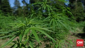 Ganja Hidroponik di Surabaya, Pohon Terbesar Usia 3 Bulan