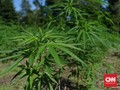Ganja Hidroponik di Surabaya, Pohon Terbesar Usia 3 Bulan