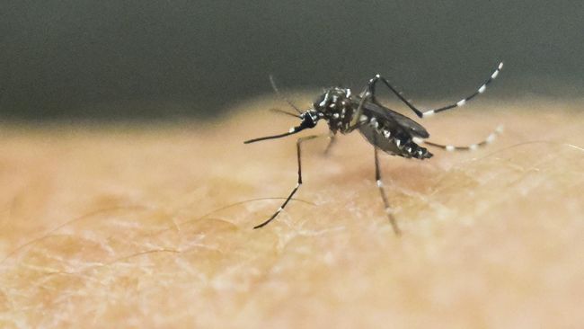 Yang oleh chikungunya gigitan adalah penyakit disebabkan Beberapa Wilayah