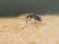 Sama-sama Ditularkan Nyamuk, Kenali Beda DBD dan Malaria