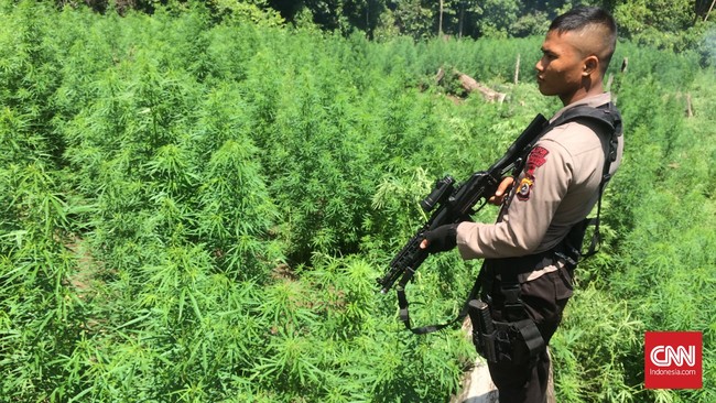 Ladang ganja ditemukan di Desa Berastepu. Warga desa itu telah diminta untuk meninggalkan kampung mereka sejak Sinabung kembali aktif sejak tahun 2010.