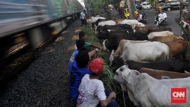 Pada Iduladha 2017 ini, Masjid Istiqlal menyembelih 53 hewan kurban, yang terdiri dari sapi 27 ekor dan kambing 26 ekor.