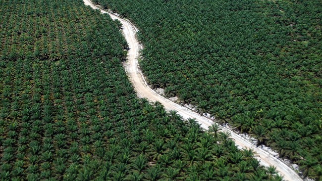 Pemerintah akan mengenakan denda sebesar total Rp4,8 triliun kepada perusahaan kelapa sawit yang beroperasi di dalam kawasan hutan.