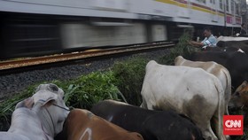 Jokowi Beri Kurban di Bogor, Prabowo Tebar Sapi di Serang