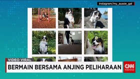 Video Viral Pilihan