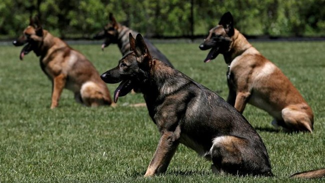 Sejumlah anjing pelacak hibah dari Amerika Serikat untuk Yordania ditemukan dalam kondisi sakit dan tidak terawat.