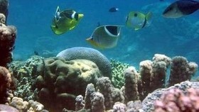 Kemenpar Incar Wisman Filipina Diving  ke Manado