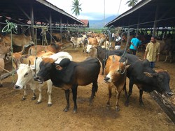 Stok Hewan Ternak di Aceh Besar Cukup untuk Kurban
