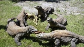Fam Tripers Thailand Kagum akan “Dinosaurus” Asli Indonesia
