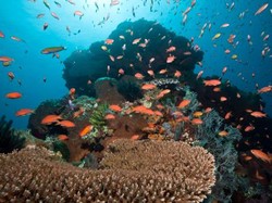 Pemprov Bali Perluas Titik Wisata Snorkeling-Diving di Buleleng