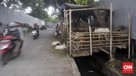Baznas Targetkan 10 Ribu Kambing Kurban Setara Rp13 T di Iduladha 2023