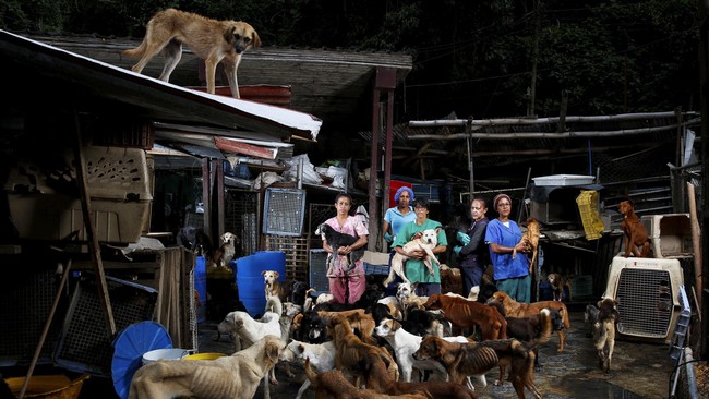 Nestapa Kehidupan Anjing Peliharaan di Venezuela