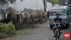 Menghirup Aroma Musiman Hewan Kurban di Tanah Abang