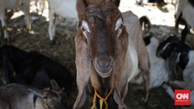 Beda Daging Kambing dan Daging Domba